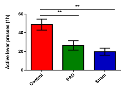 PLX-PAD Cells (PAD) attenuate cocaine craving in animal model for drug addiction (level presses indicate the compulsive demand of a rat to inject cocaine intravenous)