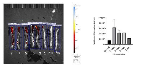 Quantification and Distribution of ExoPTEN in Rat Spinal Cords Following Minimal-Invasive Administration Post-Spinal Cord Injury