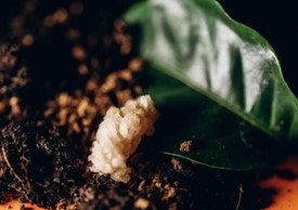 Cells made into ground coffee